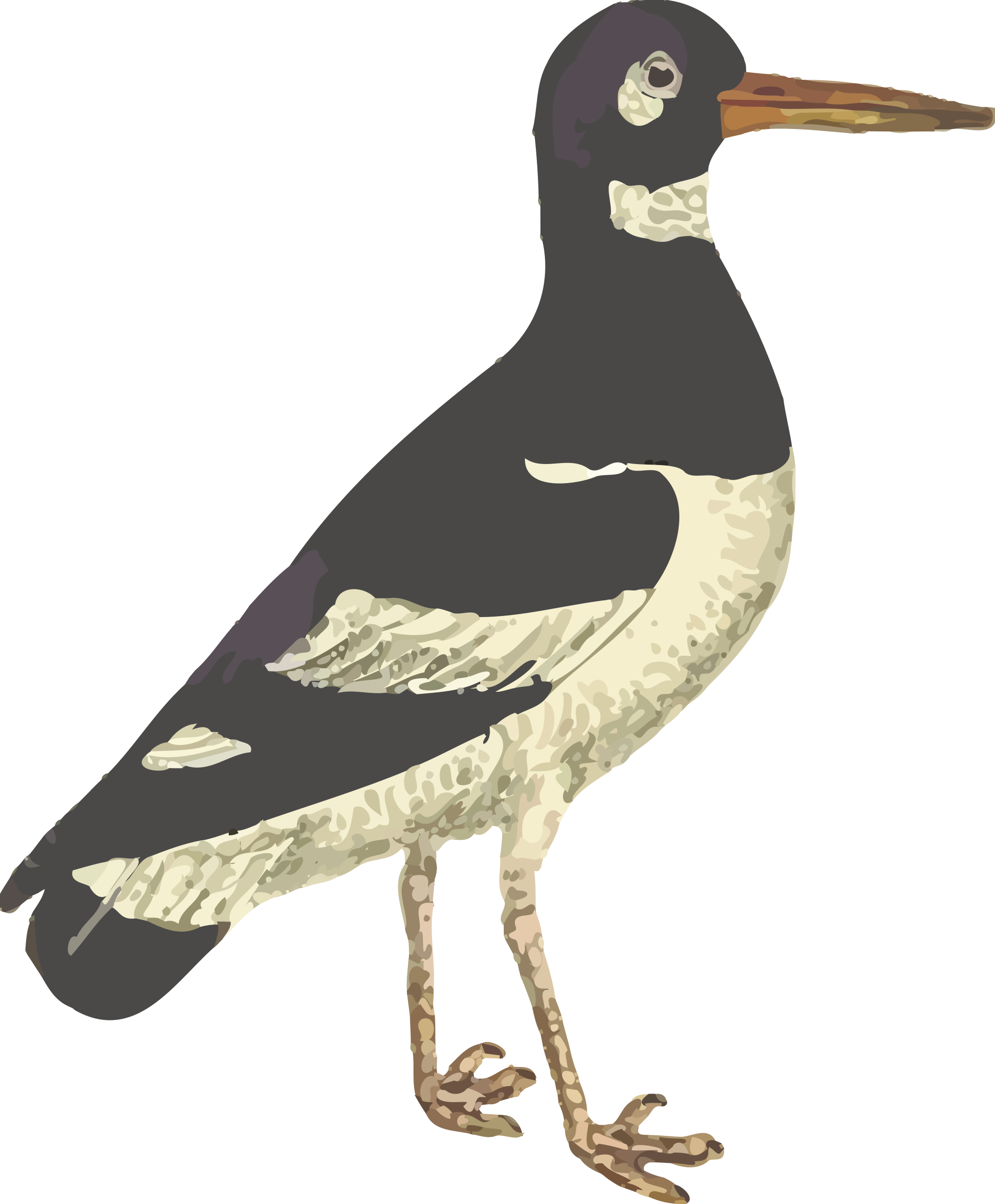 Big Image - Eurasian Oystercatcher (1983x2400), Png Download