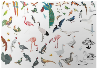 Bird (400x400), Png Download