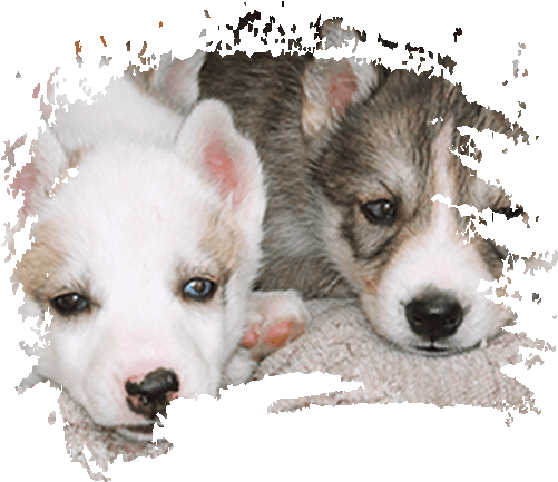 The Love Of A Hundred Dogs (500x450), Png Download