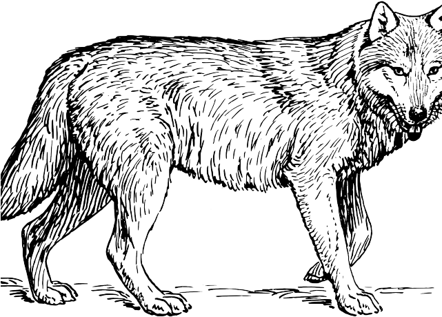 Picture Freeuse Library Arctic Wolf Free On Dumielauxepices - Wolf Animal Coloring Pages (640x480), Png Download