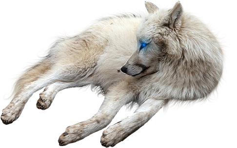 Wolf Sitting - Wolf Sitting Transparent Background (534x382), Png Download
