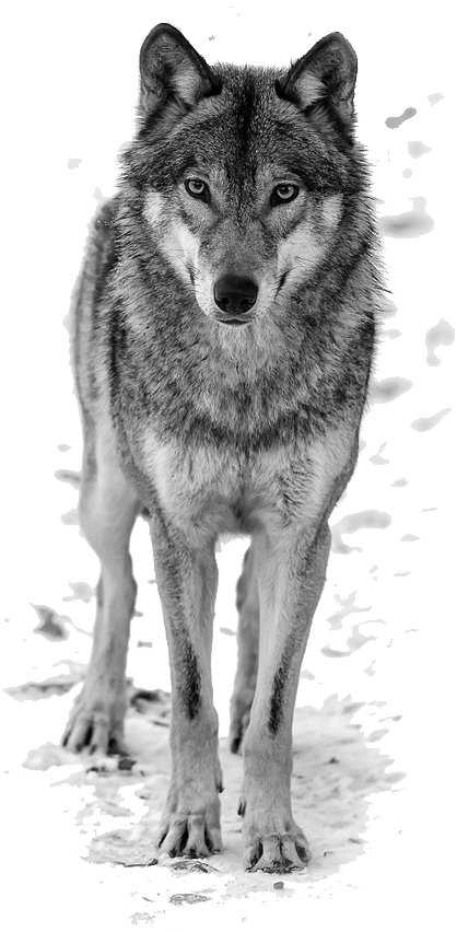 Howling Wolf Clipart Free - Cheap Shower Curtain Wolf Animal Waterproof Fabric (683x919), Png Download