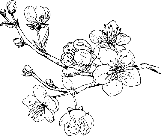 Dibujo De Rama De Cerezo Para Colorear - Drawing Of Cherry Tree (600x470), Png Download