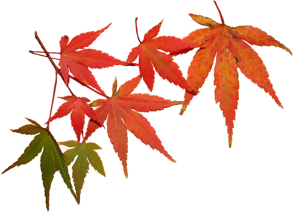 Leaves, Autumn, Tree, Maple, Seasonal, Foliage - Feuilles Automne (960x675), Png Download