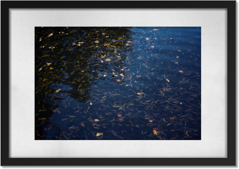 Foliage (1000x1000), Png Download