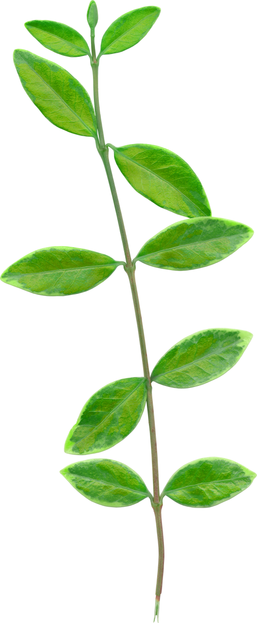 Foliage - Rosa Wichuraiana (528x1280), Png Download