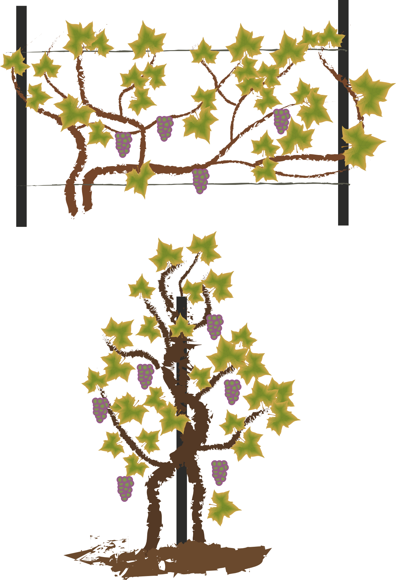 Foliage Wild Grapes Vintage Logo - Wine (1313x1920), Png Download
