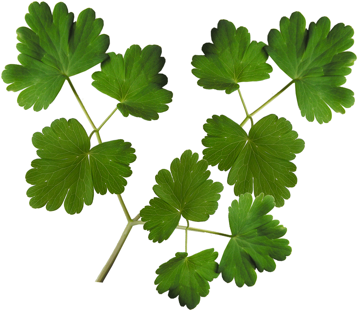 Leaves Plant Foliage - Stock.xchng (1280x1101), Png Download