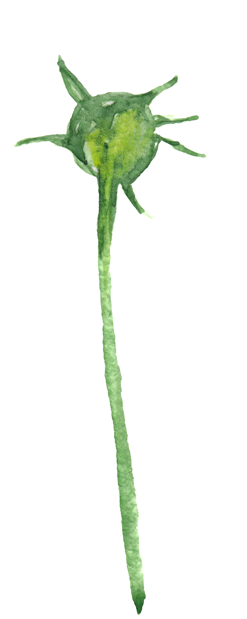 No Flower Flower Transparent Decorative - Portable Network Graphics (1024x2563), Png Download