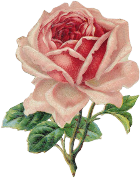 Transparent Vintage Rose For Your Tumblr - Vintage Roses Png (500x627), Png Download