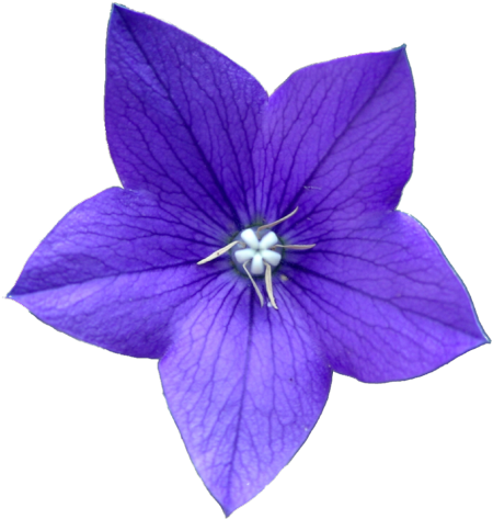 Blue Flower (500x500), Png Download