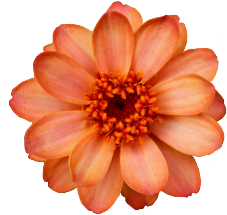 Flowers Png Tumblr - Flower Transparent (500x452), Png Download