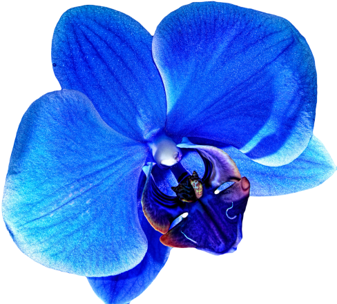 Flower Png Tumblr Flowers - Blue Orchid Flower Png (500x442), Png Download