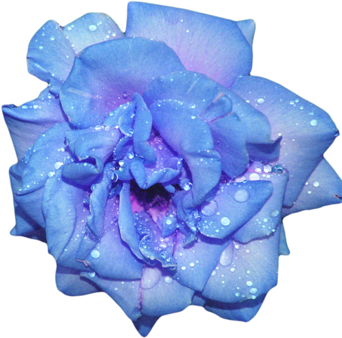 Blue Rose Clipart Rainforest Flower - Blue Transparent Flower (500x498), Png Download