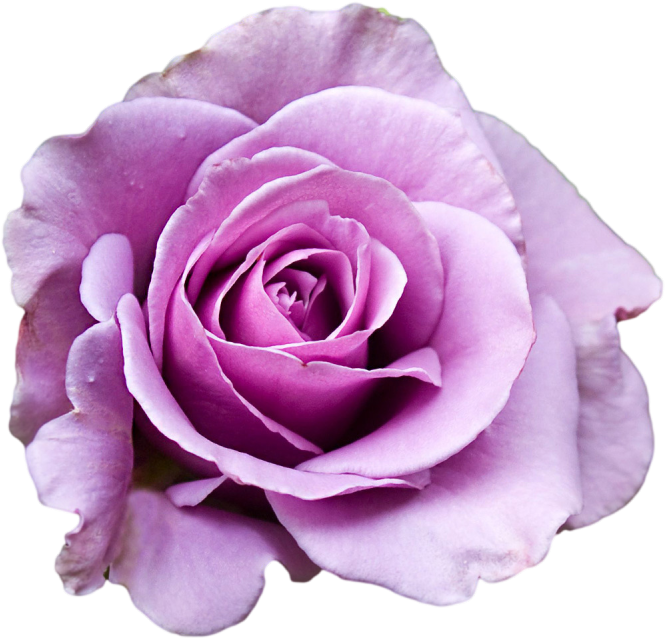 Purple Rose Clipart Png Tumblr - Purple Rose Transparent Background (1280x720), Png Download