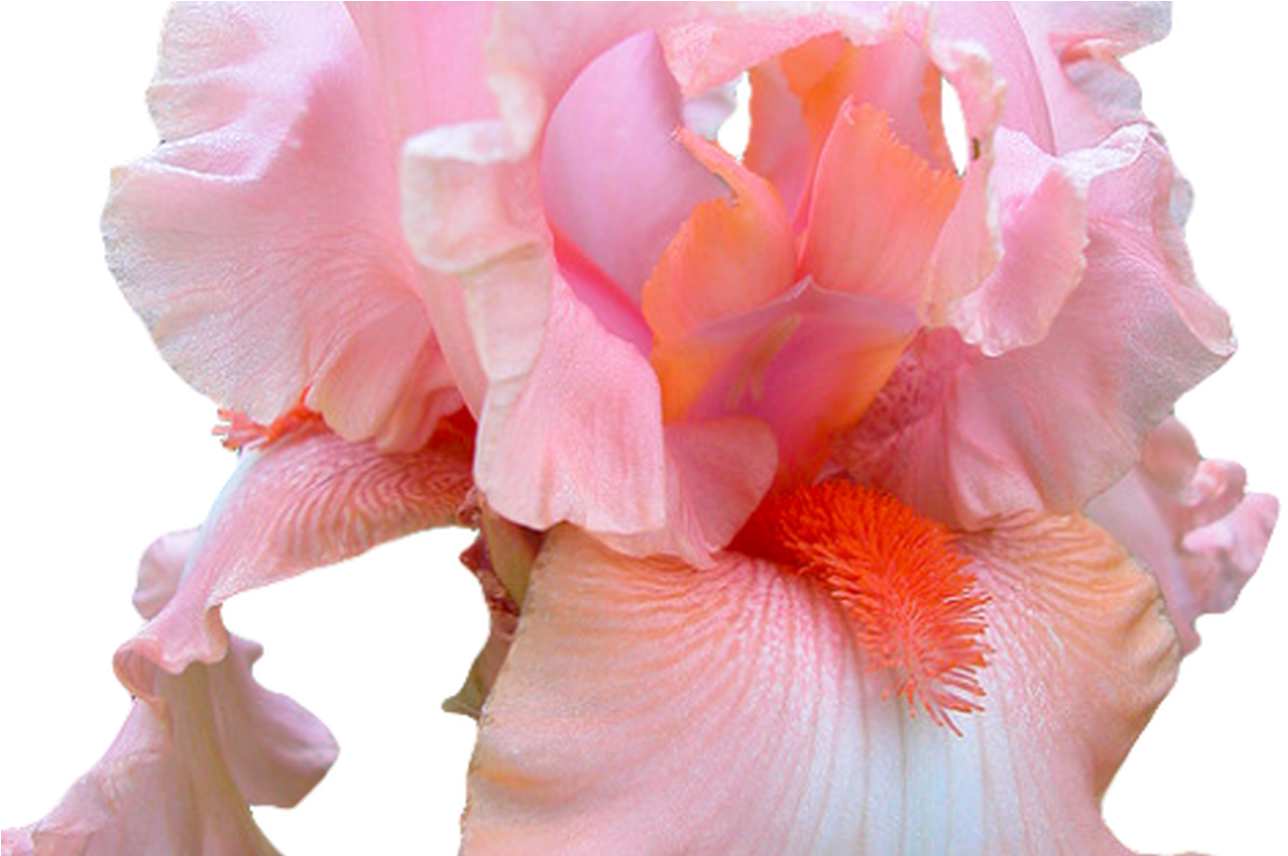 Pink Flowers Tumblr Transparent - Pink Iris Flower Png (1368x855), Png Download