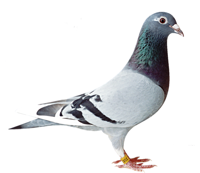 Download - Old Line Racing Pigeon (752x623), Png Download