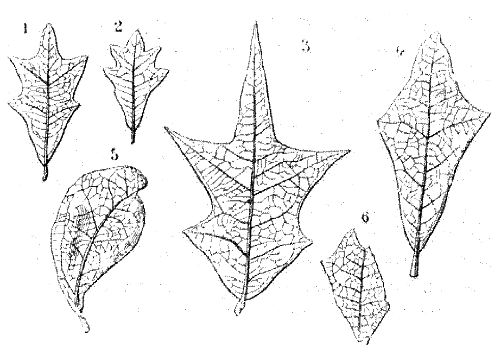 File - La Nature - 1877 - S2 - P085 - Les Périodes - Sketch (980x696), Png Download