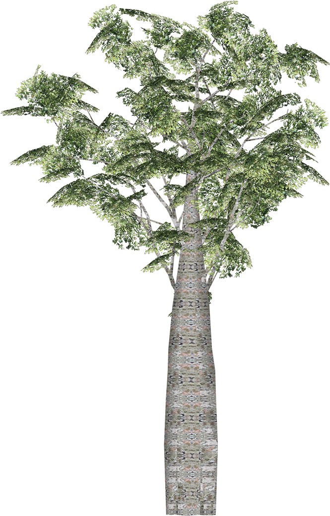 Download HD Kauri Wiki Transparent PNG Image
