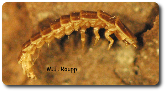 The Strange Lightning Bugs Larva Is A Ground Dwelling - Flea (530x294), Png Download