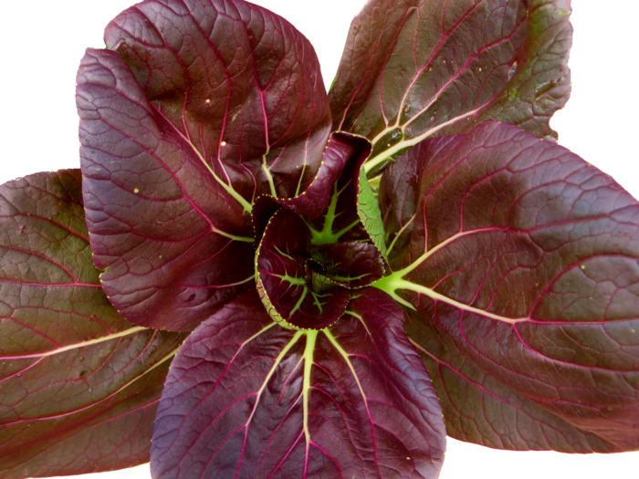 Bok Choy (700x525), Png Download