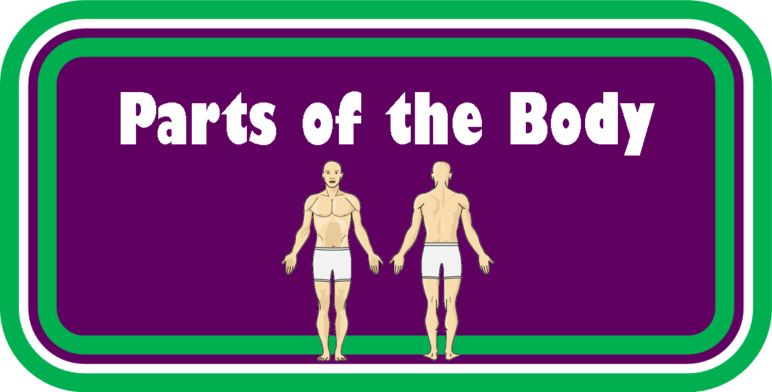 Human Body Parts - Human Body (1107x562), Png Download