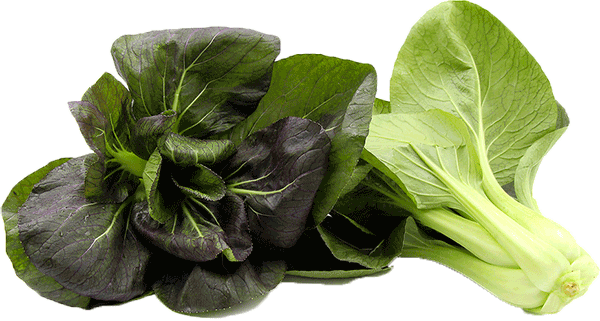 Just No Crypto Carrots - Purple Magic Pak Choi (600x321), Png Download