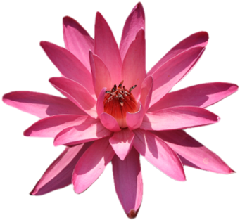 Lotus Flower Png Lotus Flower Png Lotus Flower P - Sacred Lotus (466x350), Png Download