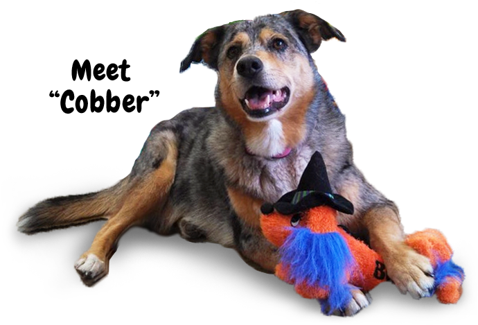 Dog-cat - Dog (713x472), Png Download