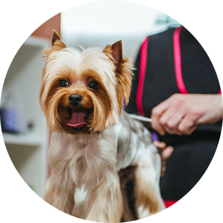 Southern California's Mobile Pet Salon - Dog Grooming Gaithersburg (444x444), Png Download