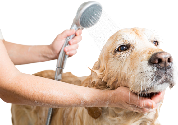 Bath & Brush - Washing A Dog (600x404), Png Download