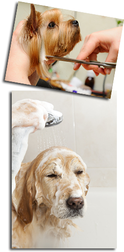 Dog Day Afternoon Grooming - Ultimate Dog Grooming By Eileen Geeson (250x500), Png Download