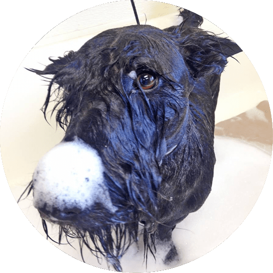Dog Getting A Bath - Dog (533x533), Png Download