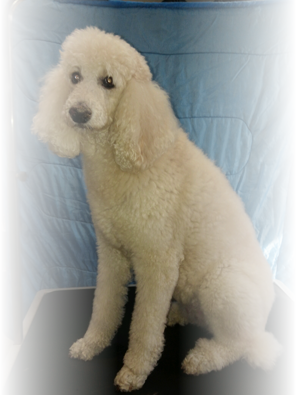 Dog Grooming In St Louis Before Photo - St. Louis (1000x1333), Png Download
