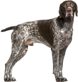 Billings Gun Dog Training - German Shorthaired Pointer Training Guide German Shorthaired (678x436), Png Download