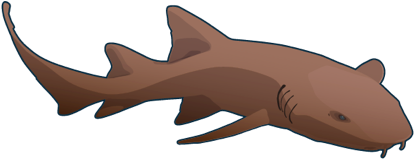 Tiburon Nodriza - Nurse Shark (480x260), Png Download