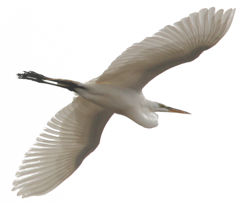 Seabird (800x683), Png Download