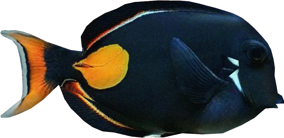 Achillestangdd - Coral Reef Fish (992x992), Png Download