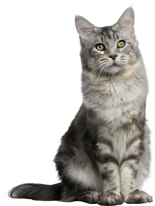 Gray Long Hair Cat - Anatomy And Physiology For Veterinary Technicians And (523x692), Png Download