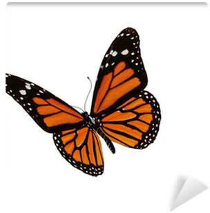 Download Download Hd 3d Butterfly Drawing Transparent Png Image Nicepng Com