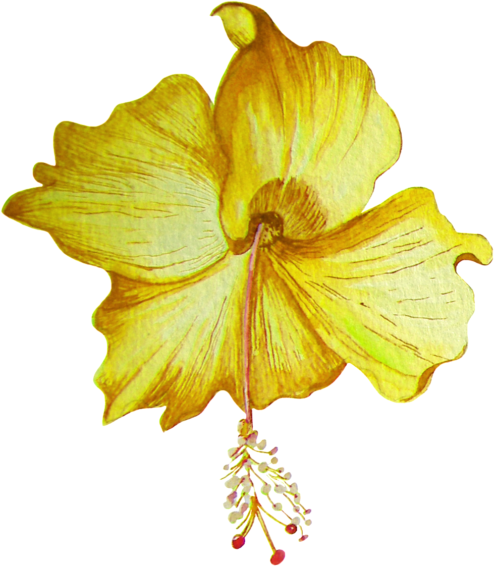 Hand Painted Golden Hibiscus Flower Transparent Png - 扶桑 花 免費 Png (1024x1142), Png Download