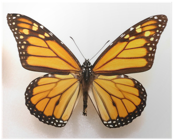 Monarch Butterfly Print (400x400), Png Download