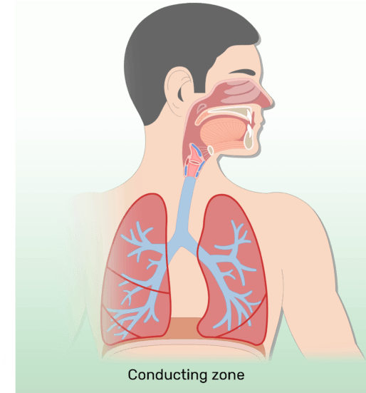 The Respiratory Zone Of The Respiratory System - Respiratory System No Labels (770x550), Png Download
