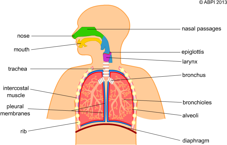 Relax Clipart Human Breathing - Simple Human Respiratory System (771x500), Png Download
