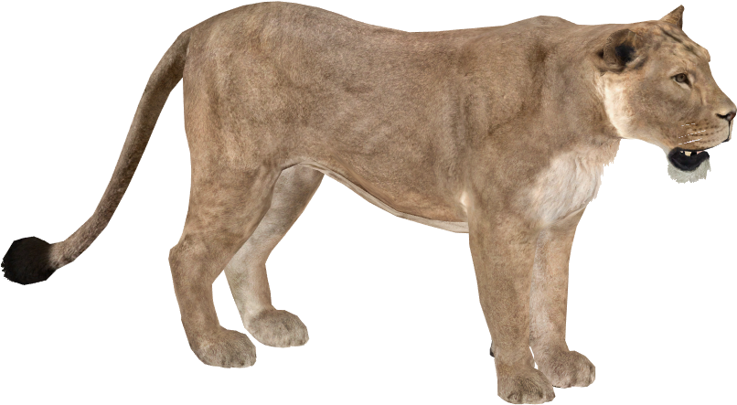 Asiatic Lion - Wiki (805x805), Png Download