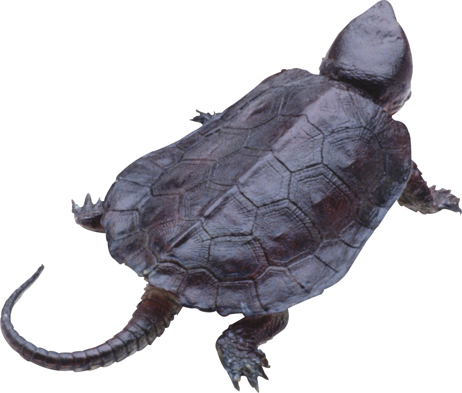 Go To Image - Черепаха (1562x1328), Png Download