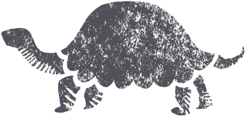 Turtle (792x543), Png Download