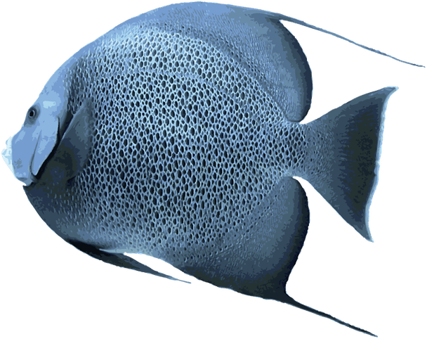 Saltwater Angelfish Drawing - Salt Water Fish Png (640x532), Png Download