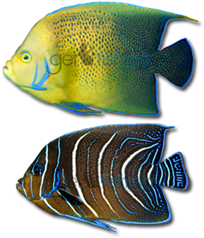 Blue Angelfish - Bermuda Blue Angelfish (648x350), Png Download