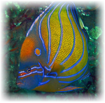 Annularis Angelfish - - Emperor Angelfish (366x360), Png Download